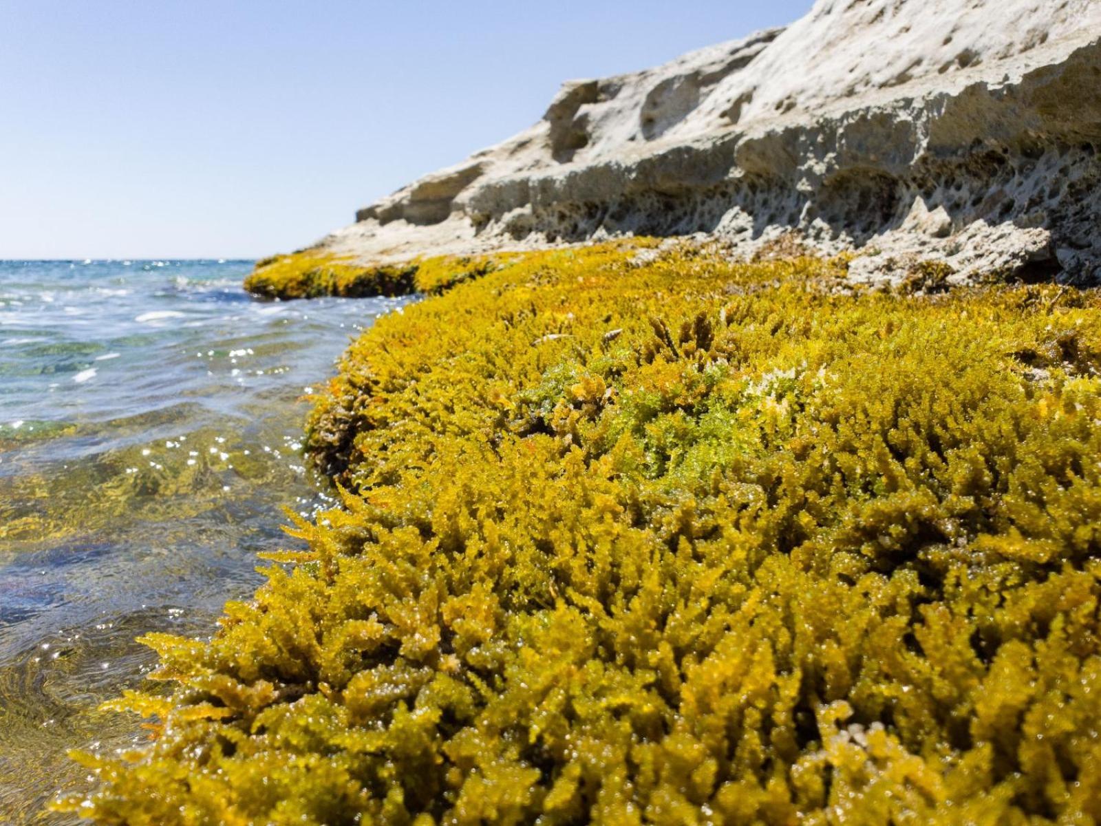 Holiday home Casotto Il Carrubo, A 100 Mt Dal Mare!